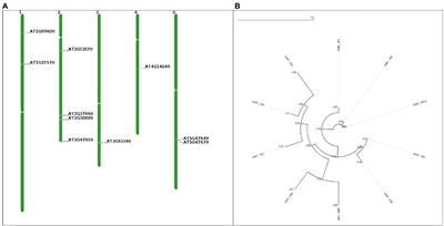 NF-YB family transcription factors in Arabidopsis: Structure, phylogeny, and expression analysis in biotic and abiotic stresses